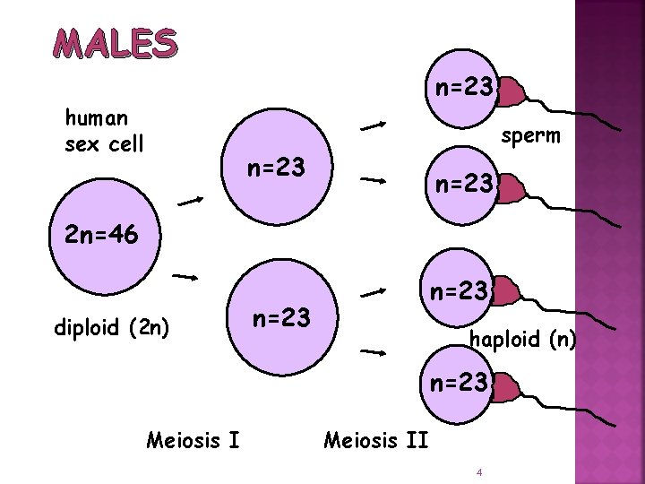 MALES human sex cell n=23 sperm n=23 2 n=46 diploid (2 n) n=23 haploid