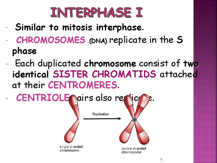 INTERPHASE I Similar to mitosis interphase. CHROMOSOMES (DNA) replicate in the S phase Each