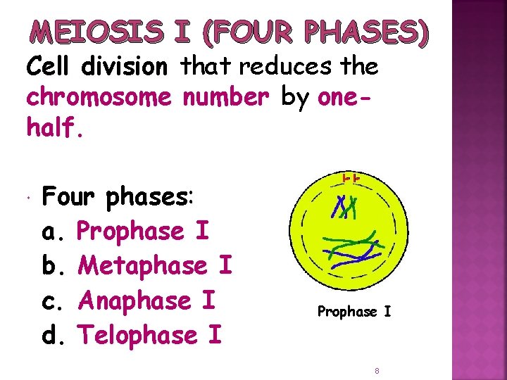 MEIOSIS I (FOUR PHASES) Cell division that reduces the chromosome number by onehalf. Four