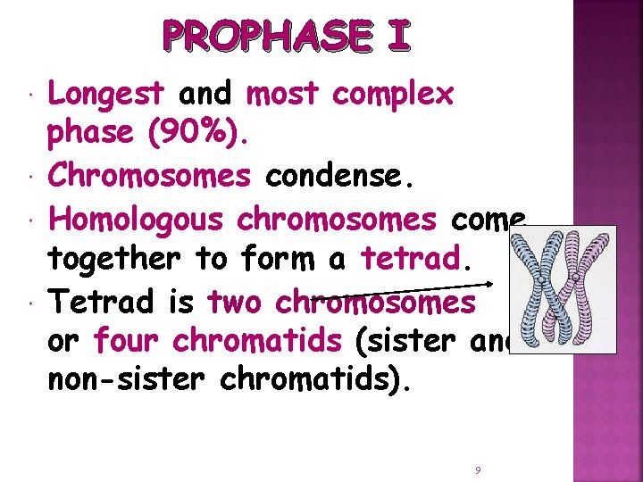 PROPHASE I Longest and most complex phase (90%). Chromosomes condense. Homologous chromosomes come together