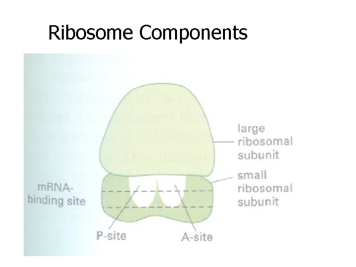 Ribosome Components 