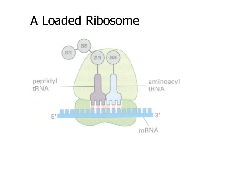 A Loaded Ribosome 