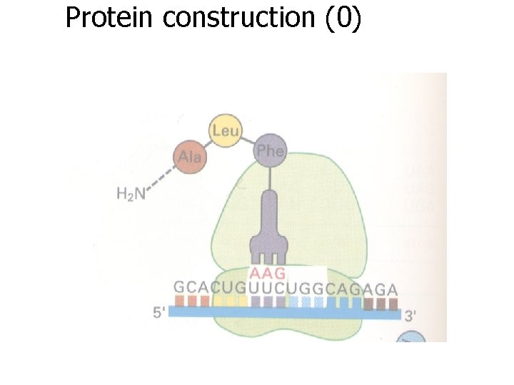 Protein construction (0) 