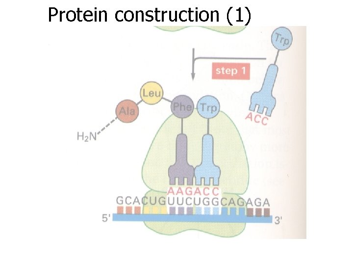 Protein construction (1) 