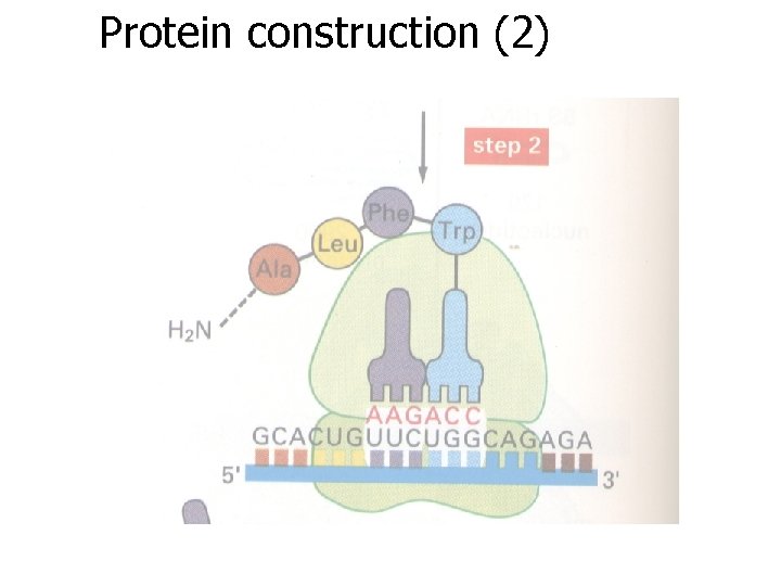 Protein construction (2) 