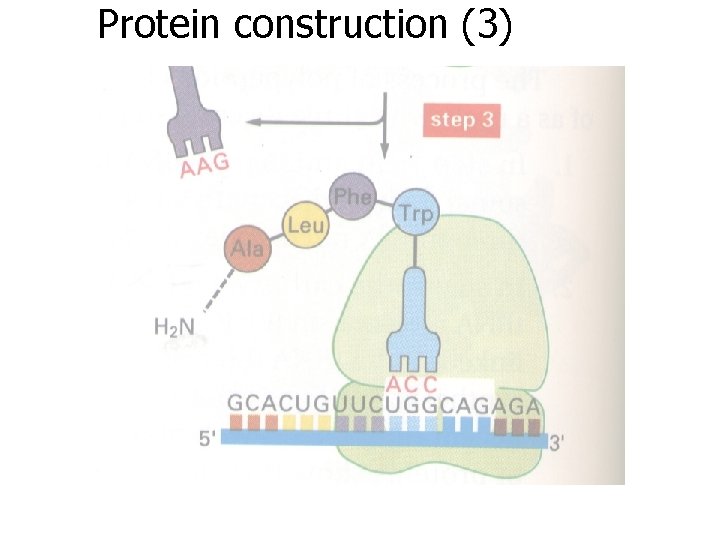 Protein construction (3) 