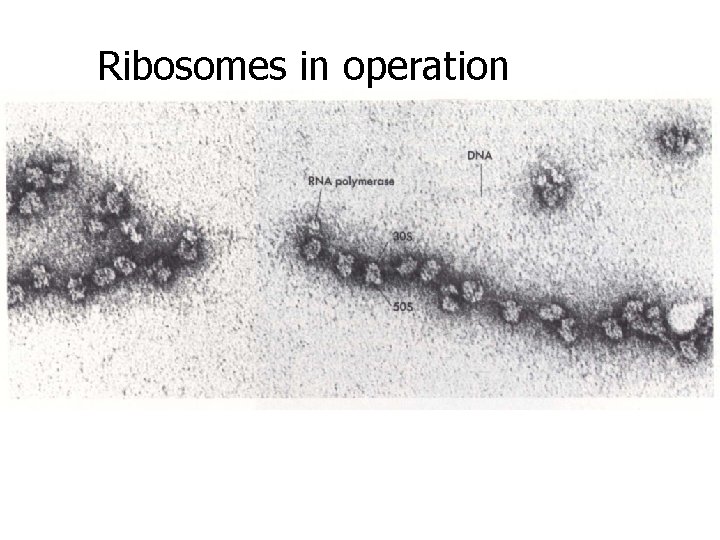Ribosomes in operation 