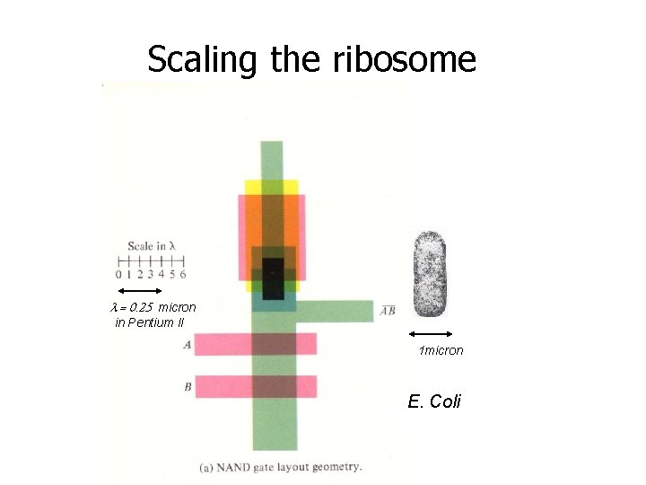 Scaling the ribosome = 0. 25 micron in Pentium II 1 micron E. Coli