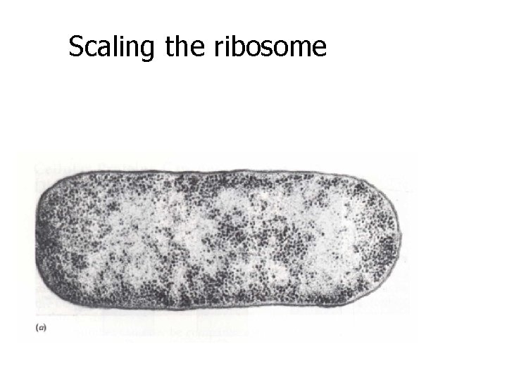 Scaling the ribosome 