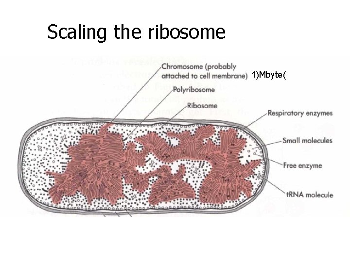 Scaling the ribosome 1)Mbyte( 