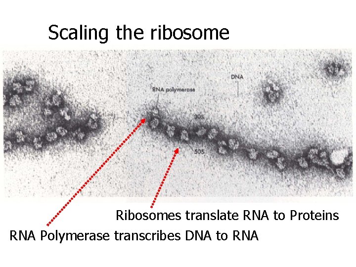 Scaling the ribosome Ribosomes translate RNA to Proteins RNA Polymerase transcribes DNA to RNA
