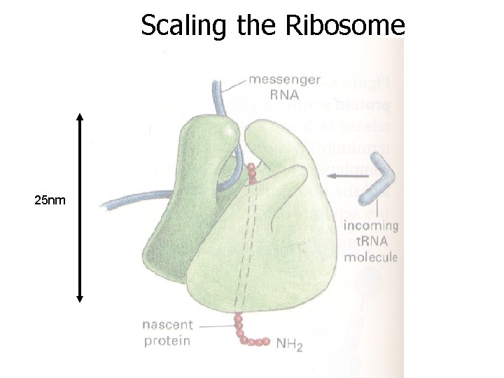 Scaling the Ribosome 25 nm 