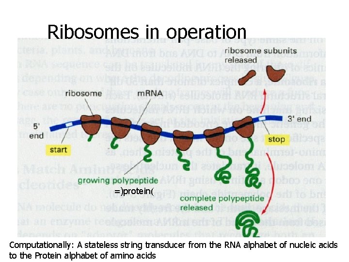 Ribosomes in operation =)protein( Computationally: A stateless string transducer from the RNA alphabet of