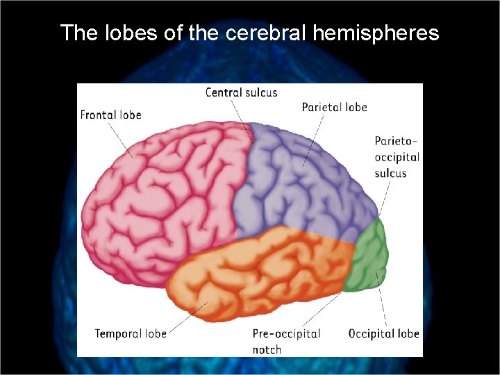The lobes of the cerebral hemispheres 