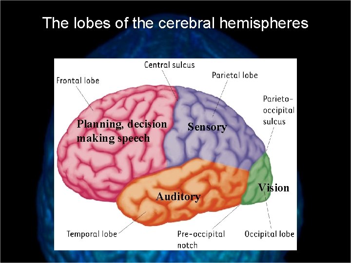 The lobes of the cerebral hemispheres Planning, decision making speech Sensory Auditory Vision 