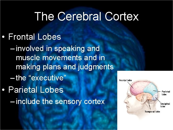 The Cerebral Cortex • Frontal Lobes – involved in speaking and muscle movements and