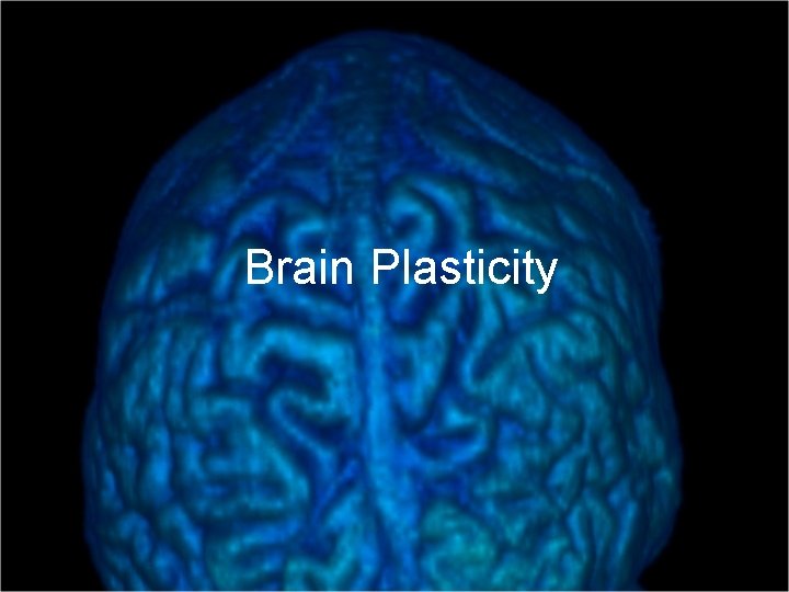 Brain Plasticity 