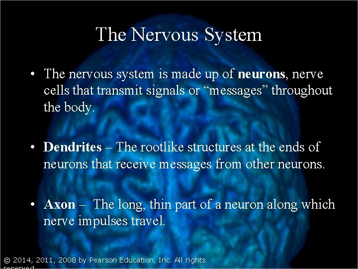 The Nervous System • The nervous system is made up of neurons, nerve cells