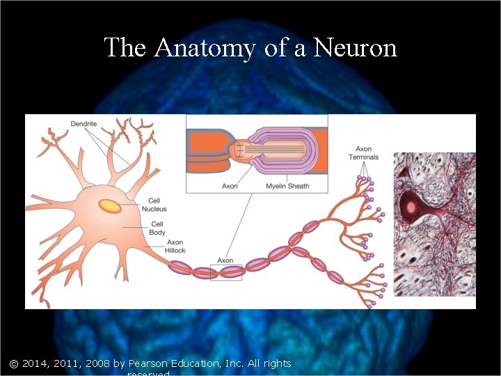 The Anatomy of a Neuron © 2014, 2011, 2008 by Pearson Education, Inc. All