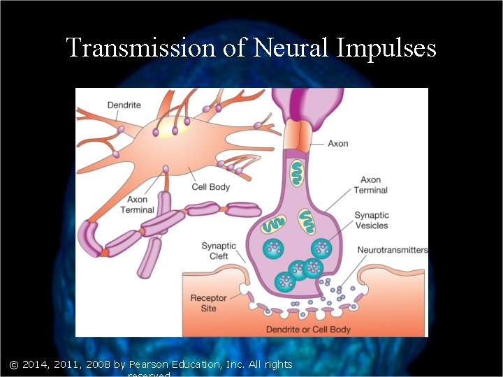 Transmission of Neural Impulses © 2014, 2011, 2008 by Pearson Education, Inc. All rights