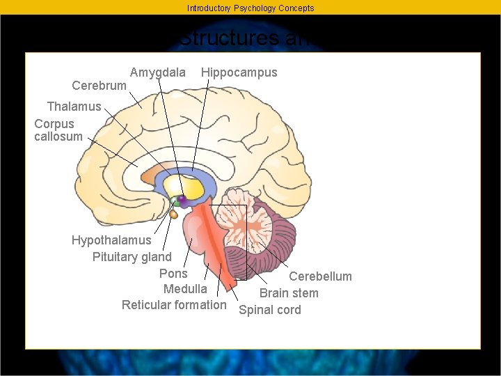 Introductory Psychology Concepts The Brain - Major Structures and Their Function Amygdala Cerebrum Hippocampus