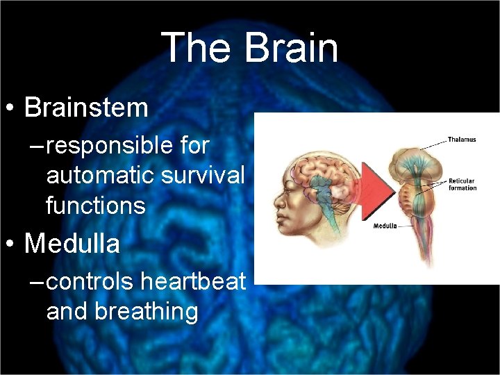 The Brain • Brainstem – responsible for automatic survival functions • Medulla – controls