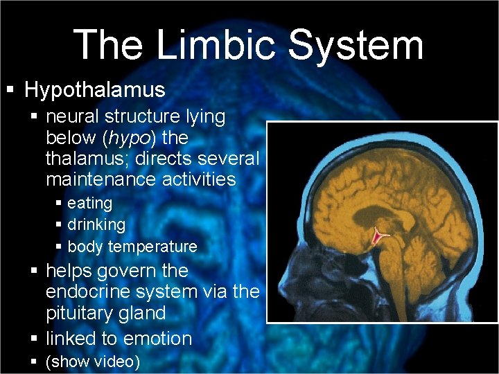 The Limbic System § Hypothalamus § neural structure lying below (hypo) the thalamus; directs