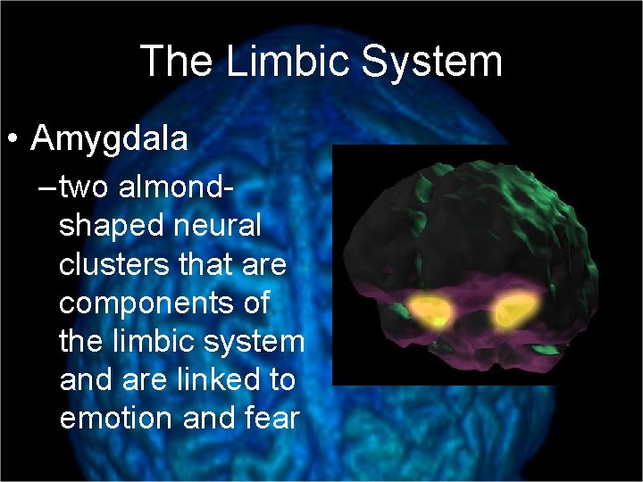 The Limbic System • Amygdala – two almondshaped neural clusters that are components of