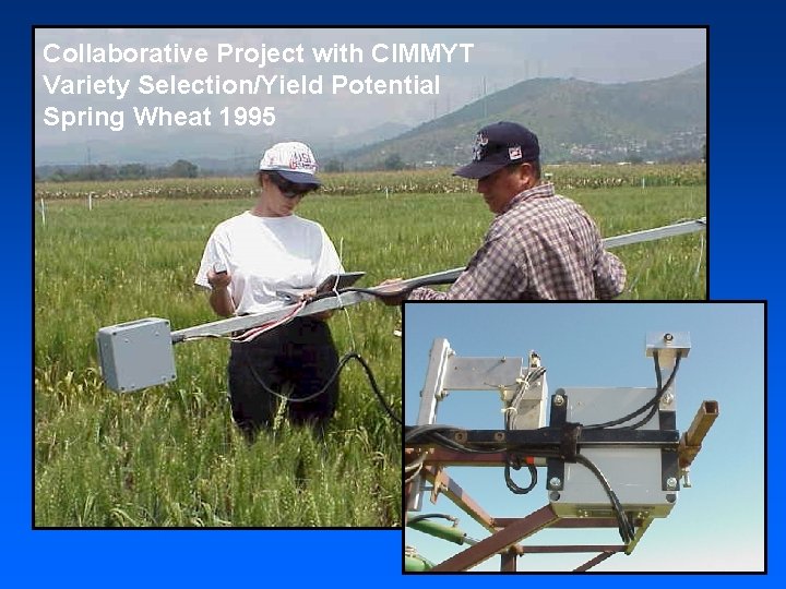 Collaborative Project with CIMMYT Variety Selection/Yield Potential Spring Wheat 1995 