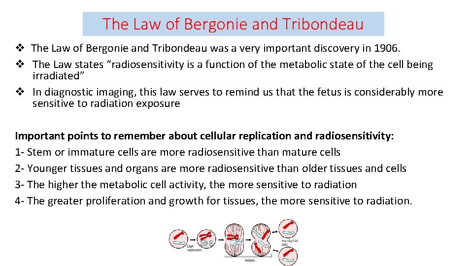 The Law of Bergonie and Tribondeau v The Law of Bergonie and Tribondeau was