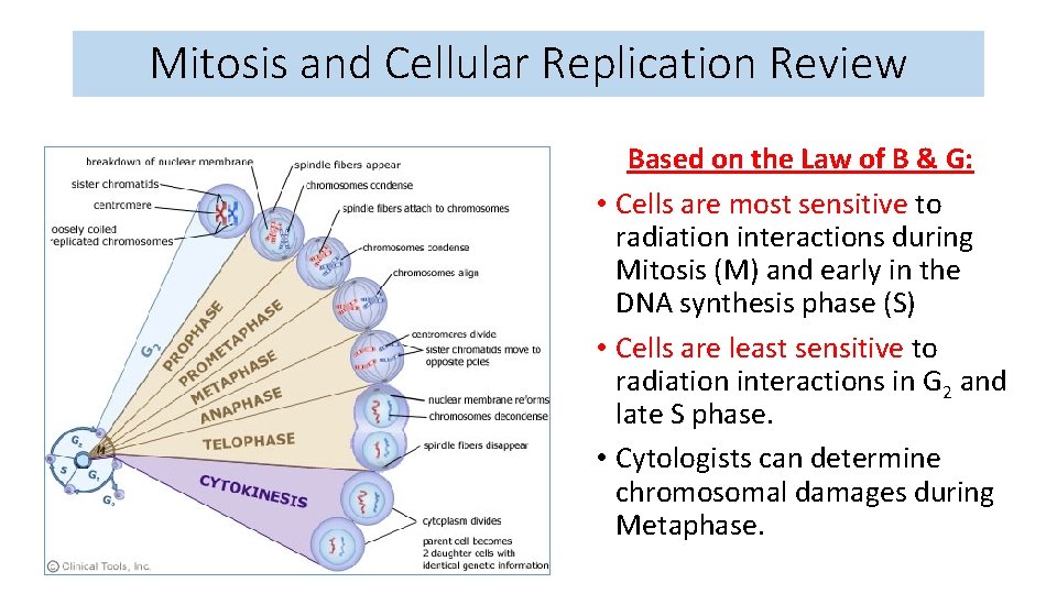Mitosis and Cellular Replication Review Based on the Law of B & G: •