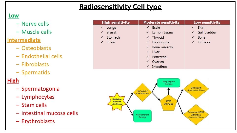 Radiosensitivity Cell type Low – Nerve cells – Muscle cells Intermediate – Osteoblasts –