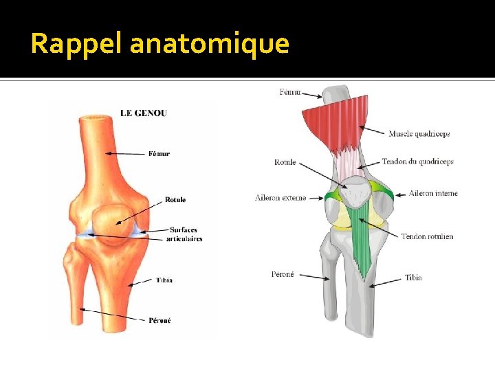 Rappel anatomique 