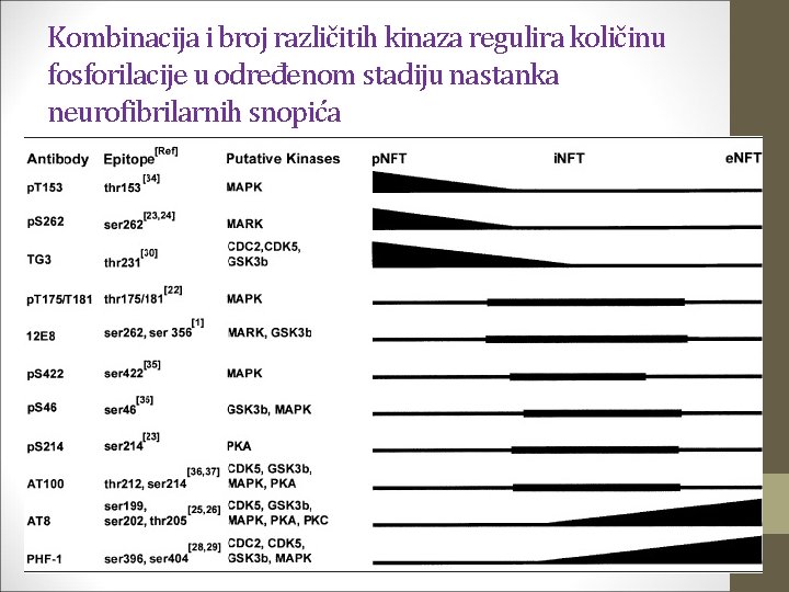 Kombinacija i broj različitih kinaza regulira količinu fosforilacije u određenom stadiju nastanka neurofibrilarnih snopića