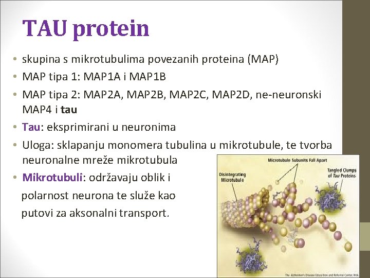 TAU protein • skupina s mikrotubulima povezanih proteina (MAP) • MAP tipa 1: MAP