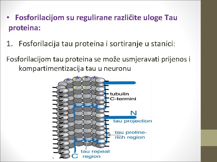  • Fosforilacijom su regulirane različite uloge Tau proteina: 1. Fosforilacija tau proteina i