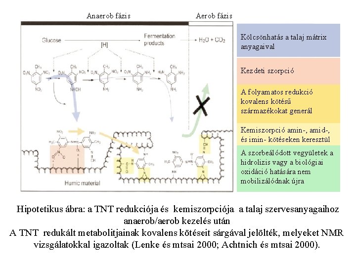 Anaerob fázis Aerob fázis Kölcsönhatás a talaj mátrix anyagaival Kezdeti szorpció A folyamatos redukció