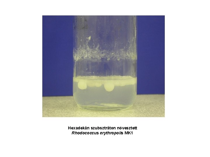 Hexadekán szubsztráton növesztett Rhodococcus erythropolis MK 1 