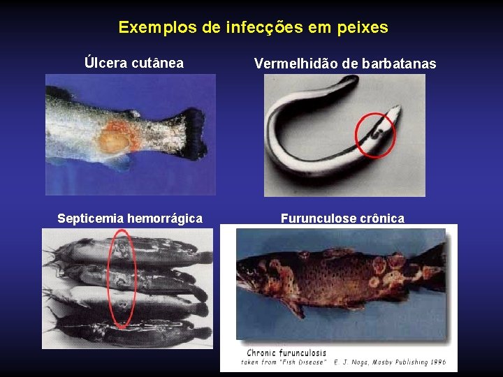 Exemplos de infecções em peixes Úlcera cutânea Septicemia hemorrágica Vermelhidão de barbatanas Furunculose crônica