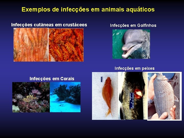 Exemplos de infecções em animais aquáticos Infecções cutâneas em crustáceos Infecções em Golfinhos Infecções