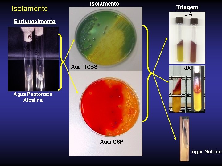 Isolamento Triagem LIA Enriquecimento Agar TCBS KIA Agua Peptonada Alcalina Agar GSP Agar Nutrient