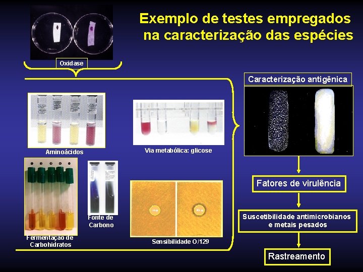 Exemplo de testes empregados na caracterização das espécies Oxidase Caracterização antigênica VM VP Via