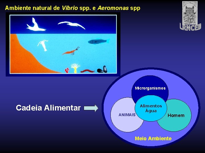 Ambiente natural de Vibrio spp. e Aeromonas spp Microrganismos s Cadeia Alimentar Alimentos Água