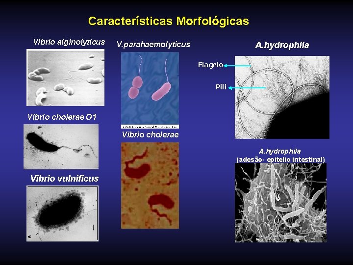 Características Morfológicas Vibrio alginolyticus V. parahaemolyticus A. hydrophila Flagelo Pili Vibrio cholerae O 1
