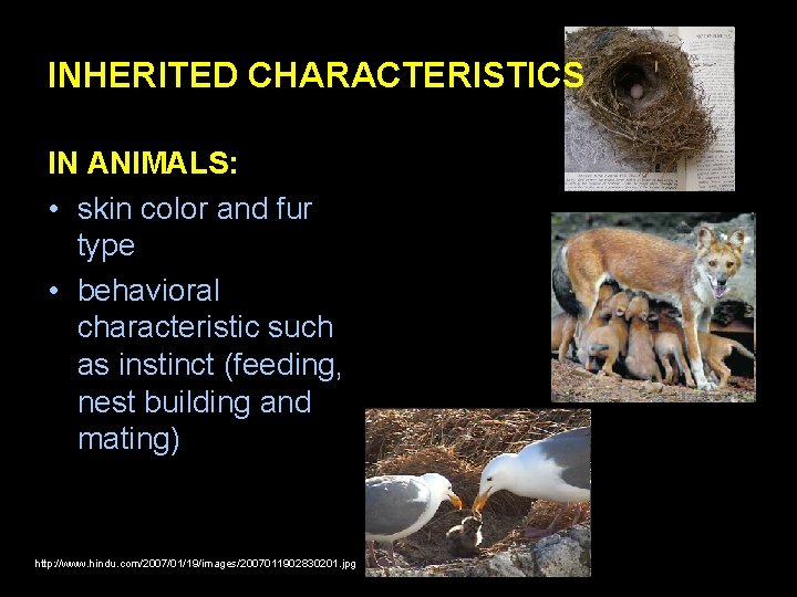 INHERITED CHARACTERISTICS IN ANIMALS: • skin color and fur type • behavioral characteristic such