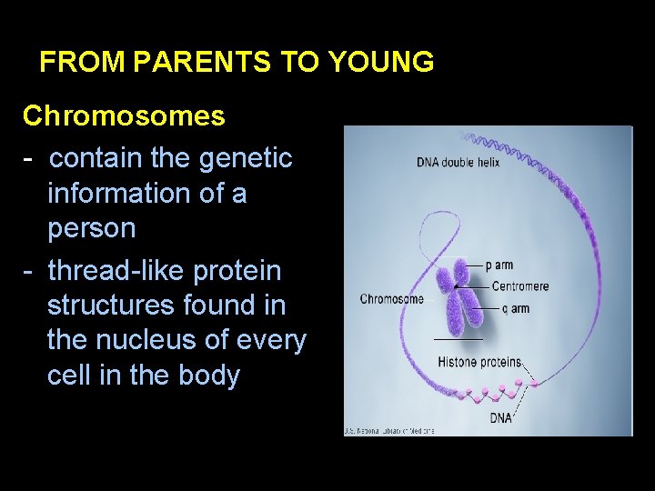 FROM PARENTS TO YOUNG Chromosomes - contain the genetic information of a person -