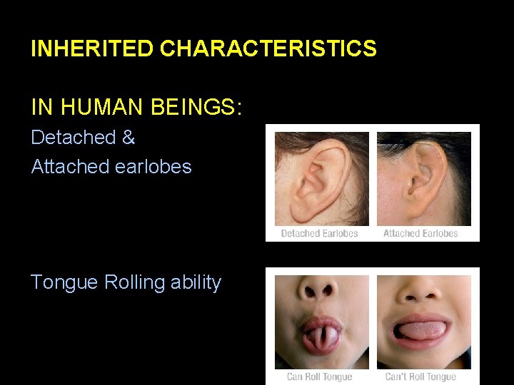 INHERITED CHARACTERISTICS IN HUMAN BEINGS: Detached & Attached earlobes Tongue Rolling ability 