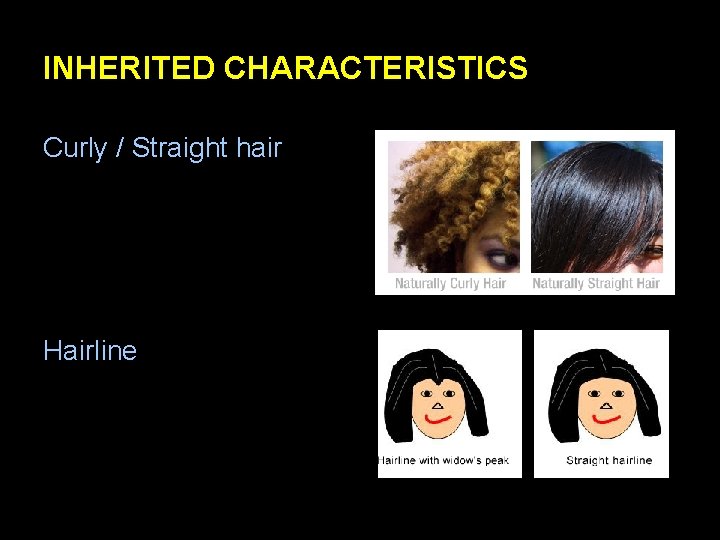 INHERITED CHARACTERISTICS Curly / Straight hair Hairline 