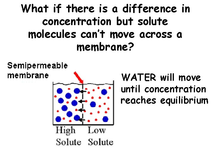 What if there is a difference in concentration but solute molecules can’t move across