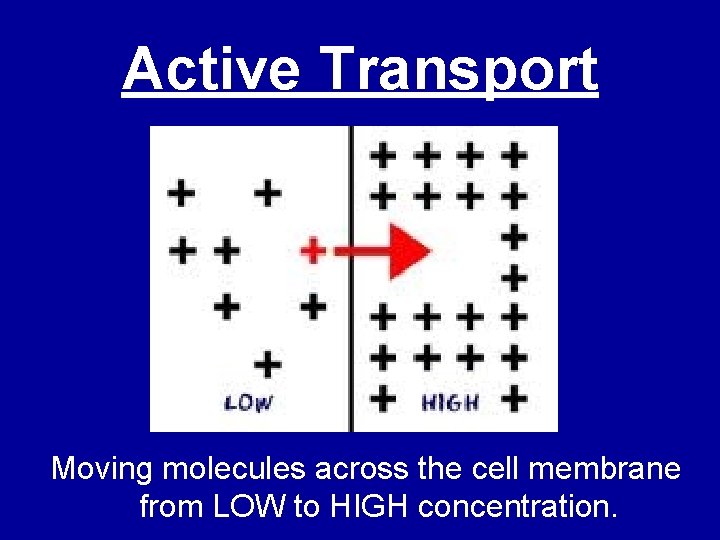 Active Transport Moving molecules across the cell membrane from LOW to HIGH concentration. 